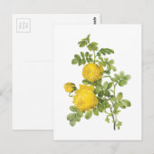 Rose (Rosa sulfurea) von Redouté Postkarte (Vorne/Hinten)