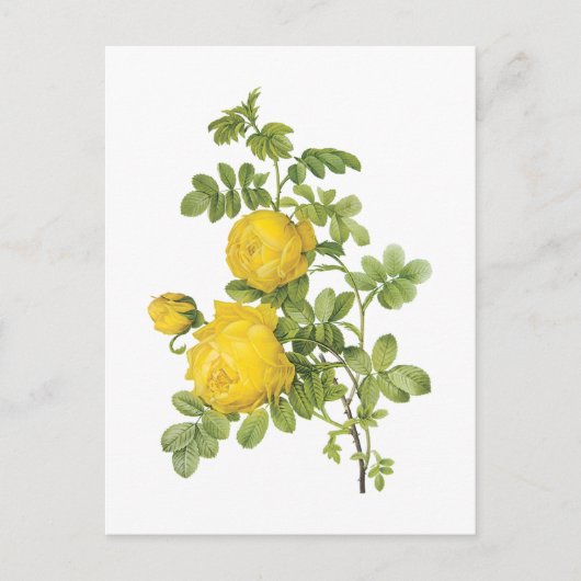 Rose (Rosa sulfurea) von Redouté Postkarte (Vorderseite)