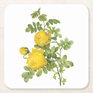 Rose (Rosa sulfurea) von Redouté Rechteckiger Pappuntersetzer
