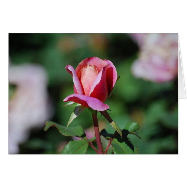 Rose Rosa und Pfirsich (Vorderseite (Horizontal))