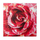 Rose Rot-Weiß Streifen Blumenfotografie Fliese (Vorderseite)