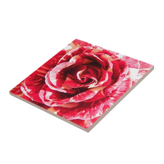 Rose Rot-Weiß Streifen Blumenfotografie Fliese (Seite)