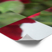 Rose Rote Blume Poster (Ecke)