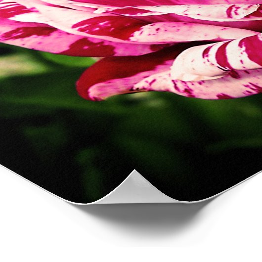 Rose Rotes Rosa Poster (Ecke)