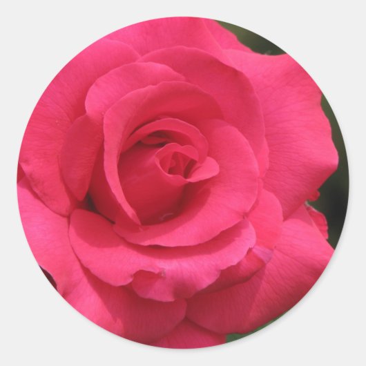 Rose Runder Aufkleber (Vorderseite)