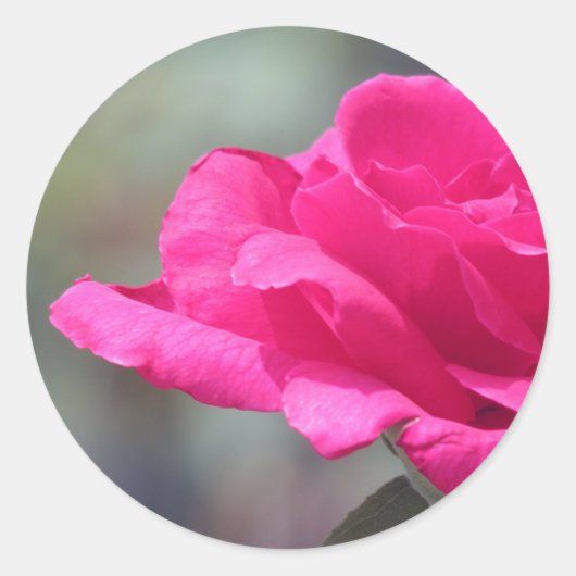 Rose Runder Aufkleber (Vorderseite)