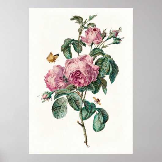 Rose & Schmetterlinge Vintage botanische Kunstdruc Poster (Vorne)
