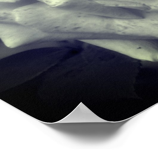 Rose schwarz und weiß poster (Ecke)