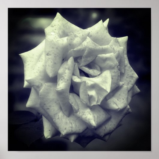 Rose schwarz und weiß poster (Vorne)