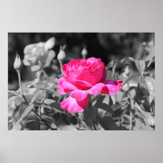 Rose Schwarz/Weiß Poster