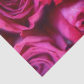 Rose Seidenpapier (Ausschnitt)