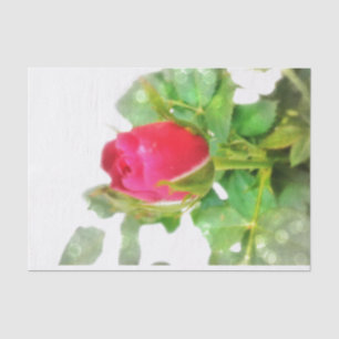 Rose Seidenpapier