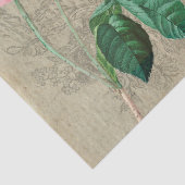 Rose Seidenpapier (Detail)