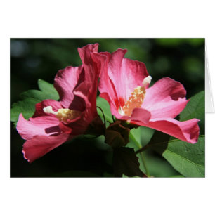 Rose Sharon