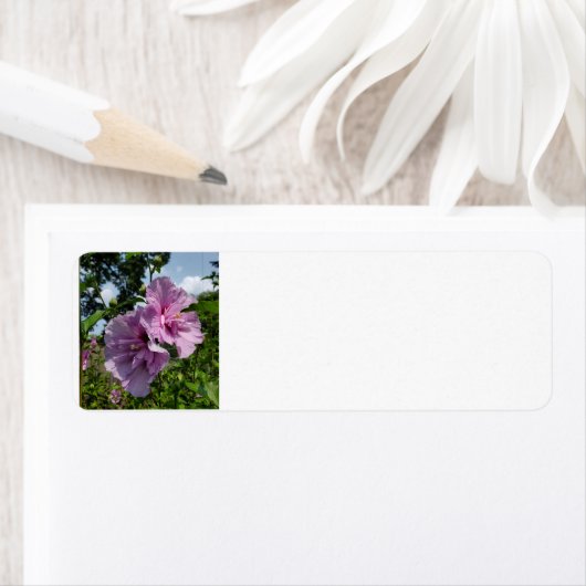 Rose Sharon (Insitu)