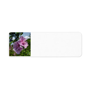 Rose Sharon
