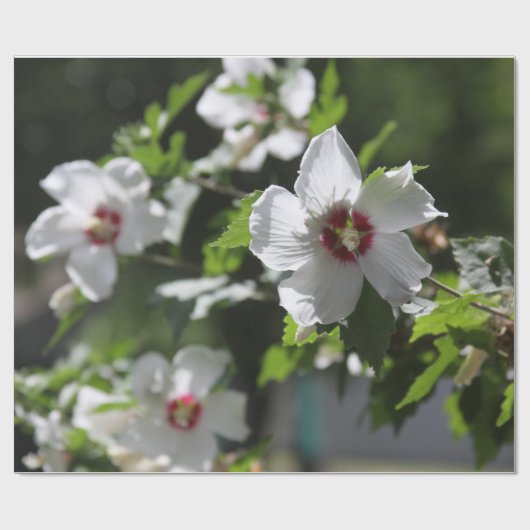 Rose Sharon Geschenkpapier (Flach)