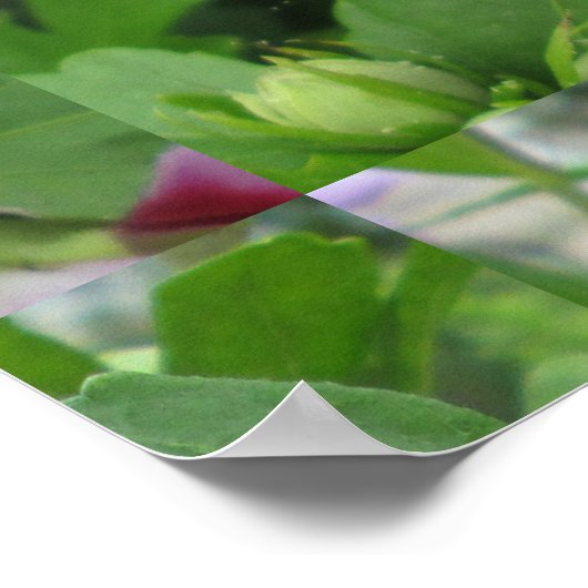 Rose Sharon Lila Red Poster (Ecke)