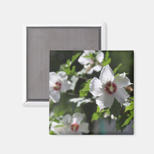 Rose Sharon Magnet (Vorderseite/Rückseite)