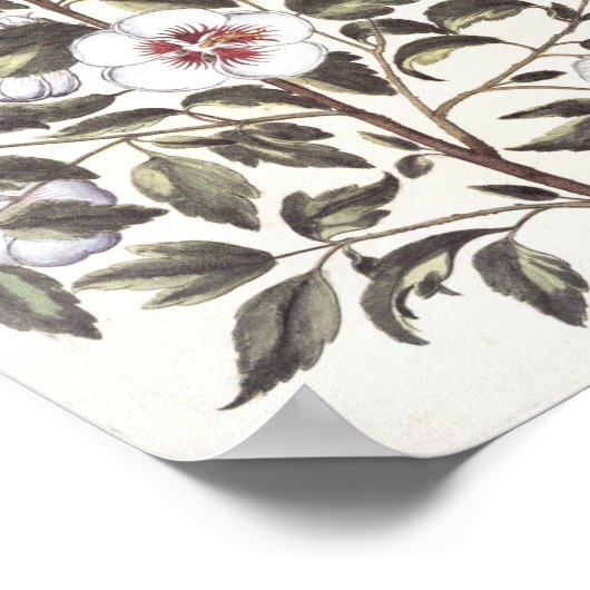 Rose Sharon Poster (Ecke)