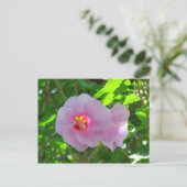 Rose Sharon, Sunlit Postkarte (Stehend Vorderseite)