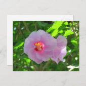 Rose Sharon, Sunlit Postkarte (Vorne/Hinten)