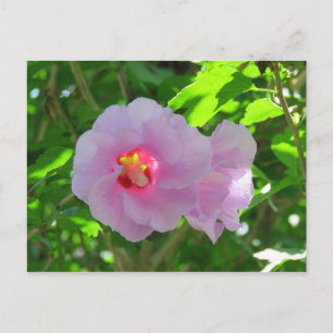Rose Sharon, Sunlit Postkarte