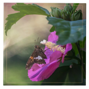 Rose Sharon und Besucher Fliese