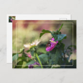 Rose Sharon und Besucher Postkarte (Vorne/Hinten)