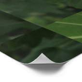 Rose Sharon White Red Poster (Ecke)