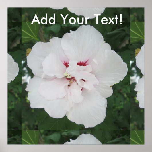 Rose Sharon White Red Poster (Vorne)