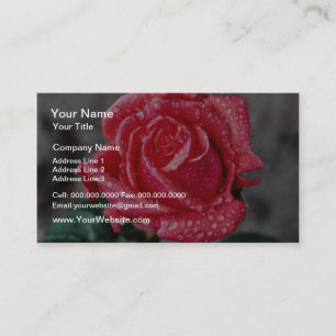 Rose, Shropshire-Garten, nach Regen-Blumen Visitenkarte