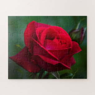 Rose sind 16"x20" einfach puzzle
