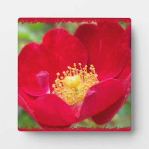 Rose sind aus rotem Foto Fotoplatte