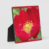 Rose sind aus rotem Foto Fotoplatte (Vorderseite)