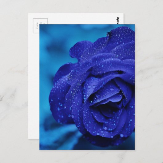 Rose sind blau postkarte (Vorne/Hinten)