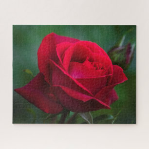 Rose sind Red 16"x20" schwierigen Jigsaw Puzzle