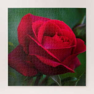 Rose sind Red 20"x20" Schwieriges Puzzle Jigsaw