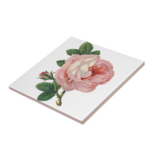 Rose sind rosa fliese (Seite)