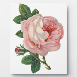 Rose sind rosa fotoplatte