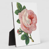 Rose sind rosa fotoplatte (Seite)