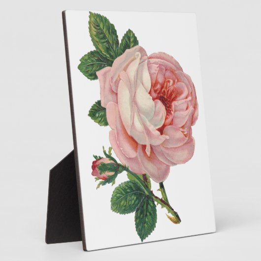 Rose sind rosa fotoplatte (Seite)