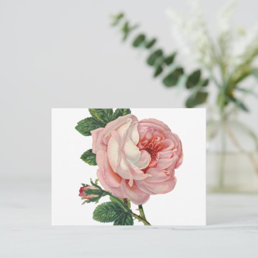 Rose sind rosa postkarte (Stehend Vorderseite)