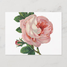 Rose sind rosa postkarte