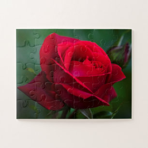 Rose sind rot 11"x14" einfach puzzle