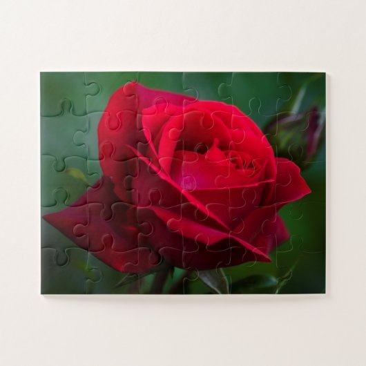 Rose sind rot 11"x14" einfach puzzle (Horizontal)
