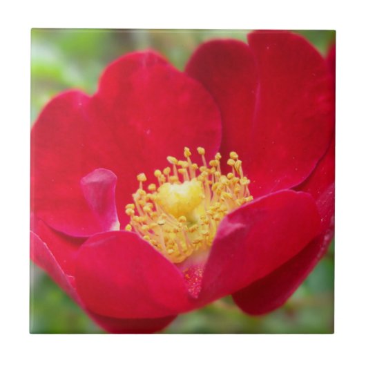 Rose sind rot dekoriert fliese (Vorderseite)