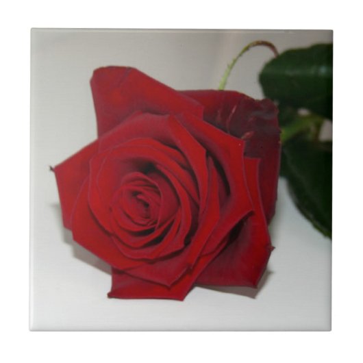 Rose sind rot fliese (Vorderseite)