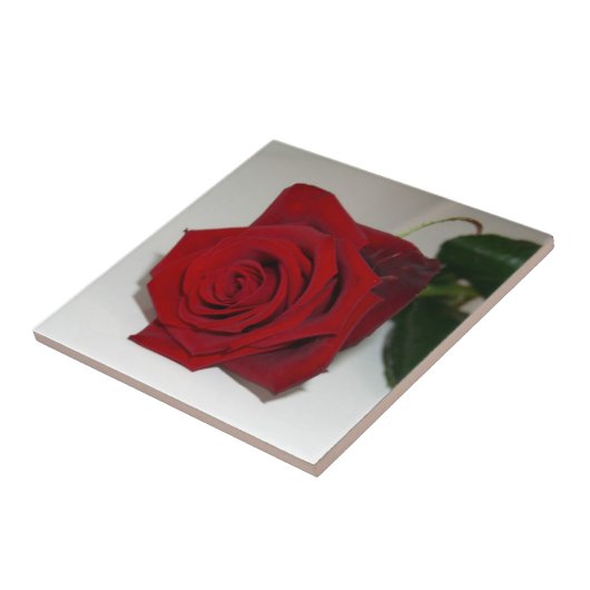 Rose sind rot fliese (Seite)