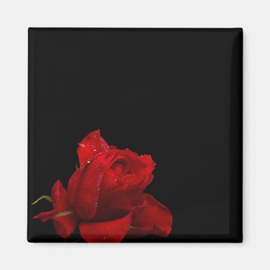 Rose sind rot magnet (Vorne)